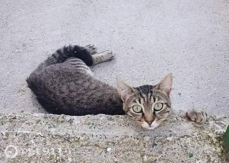 Chat disparu Garçon (fl492680) - photo