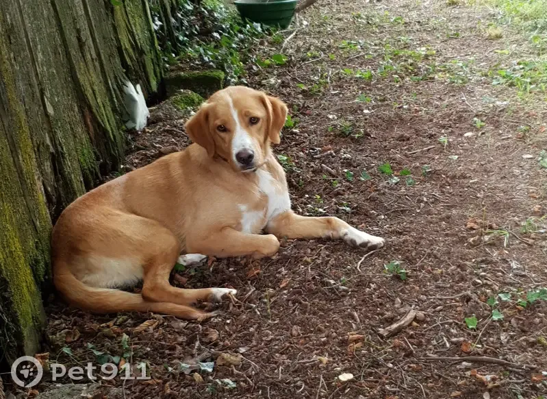 Chien disparu Fille (fl492695) - photo