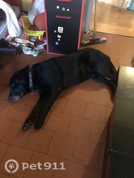 Chien disparu Garçon, Bonny-sur-Loire (fl492696) - photo