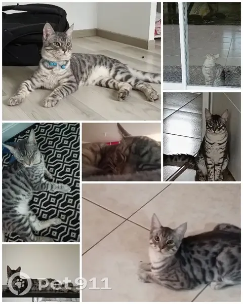 Chat disparu Garçon, Neuville-de-Poitou (fl492700) - photo