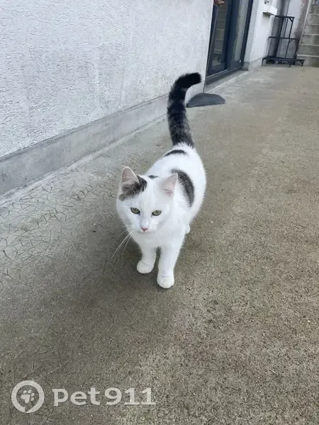 Chat trouvé Garçon, Mûrs-Erigné (ff492707) - photo