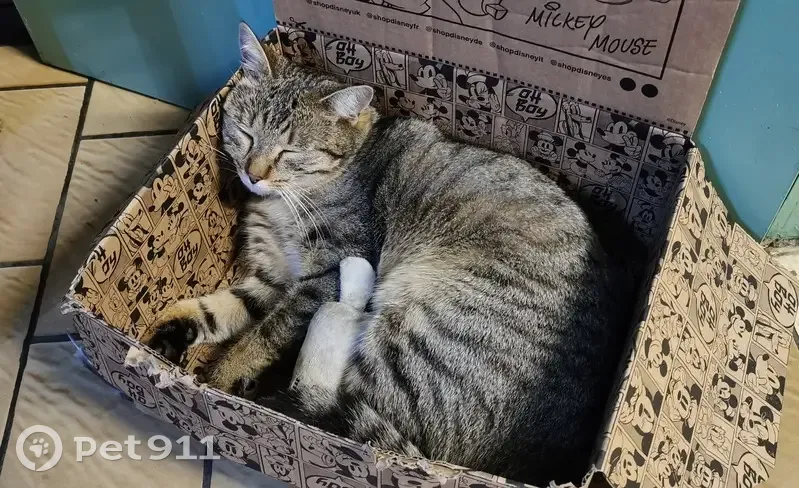 Chat disparu Garçon, Haspres (fl492708) - photo