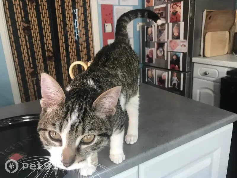Chat trouvé Garçon, Troyes (ff492709) - photo