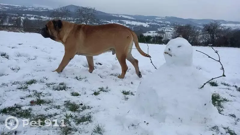 Chien disparu Garçon (fl492713) - photo