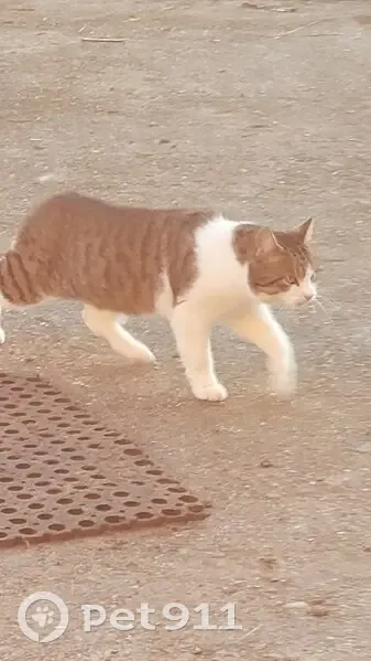 Chat trouvé Garçon (ff492722) - photo