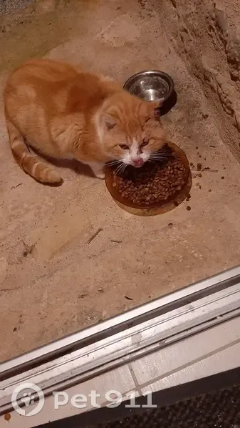 Chat trouvé Garçon, Échiré (ff492724) - photo