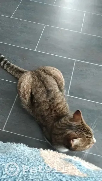 Chat disparu Garçon, Halluin (fl492723) - photo