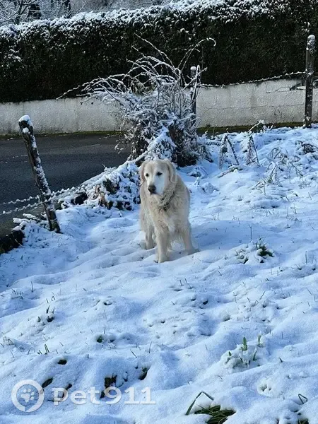 Chien disparu Garçon (fl492725) - photo
