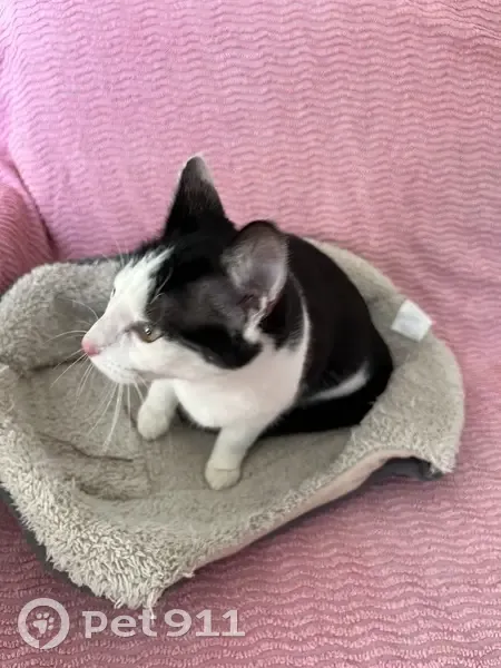 Chat trouvé Fille, Chatou (ff492733) - photo