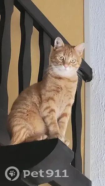 Chat disparu Garçon, Générac (fl492749) - photo
