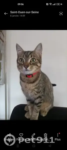 Chat disparu Garçon (fl492760) - photo