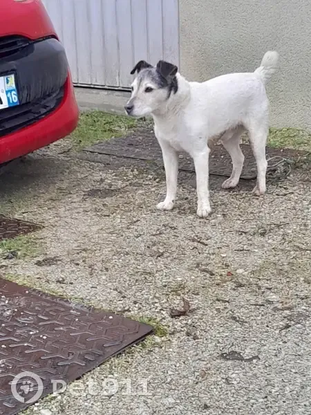 Chien trouvé Garçon (ff492794) - photo