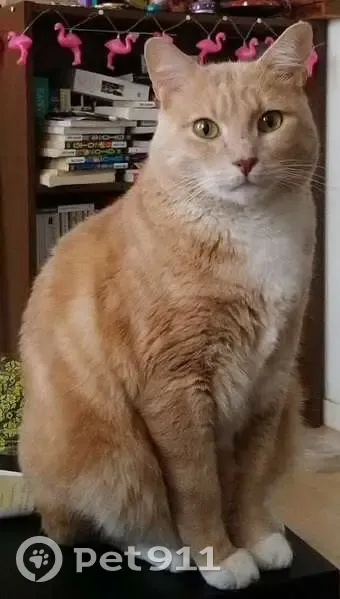 Chat disparu Garçon, Bordeaux (fl492798) - photo