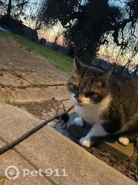 Chat trouvé (ff492801) - photo