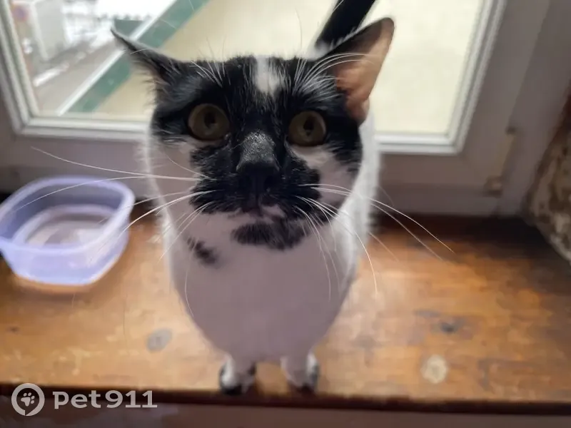 Chat trouvé Fille, Audincourt (ff492803) - photo