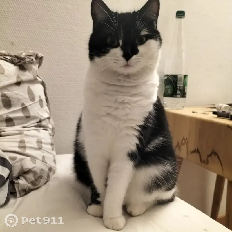 Chat disparu Fille, Bayeux (fl492809) - photo