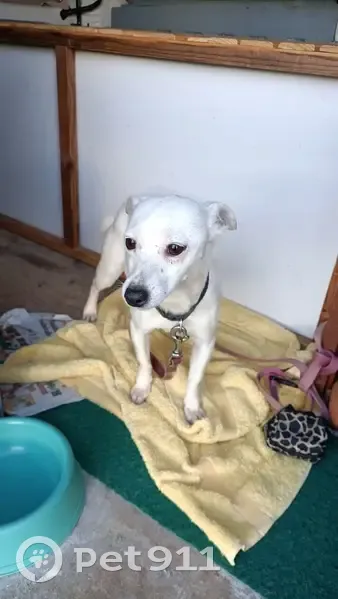 Chien trouvé Fille (ff492826) - photo