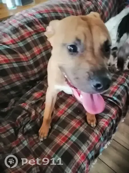 Chien trouvé Garçon (ff492830) - photo