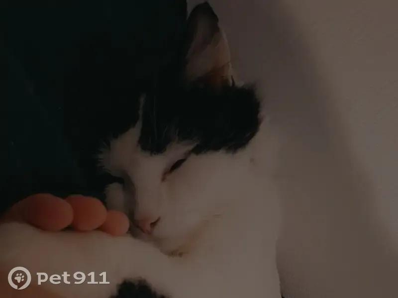 Chat disparu Garçon, Tarbes (fl492832) - photo