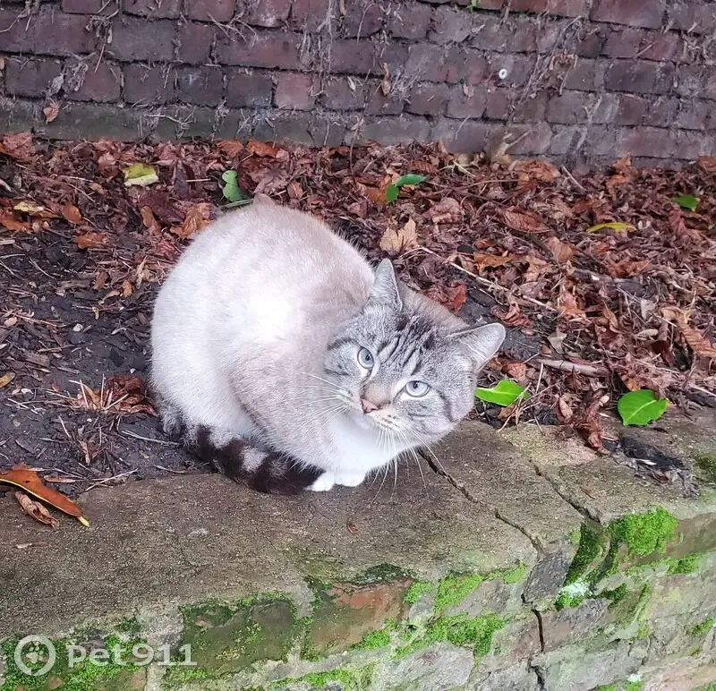 Chat disparu Garçon, Roubaix (fl492838) - photo