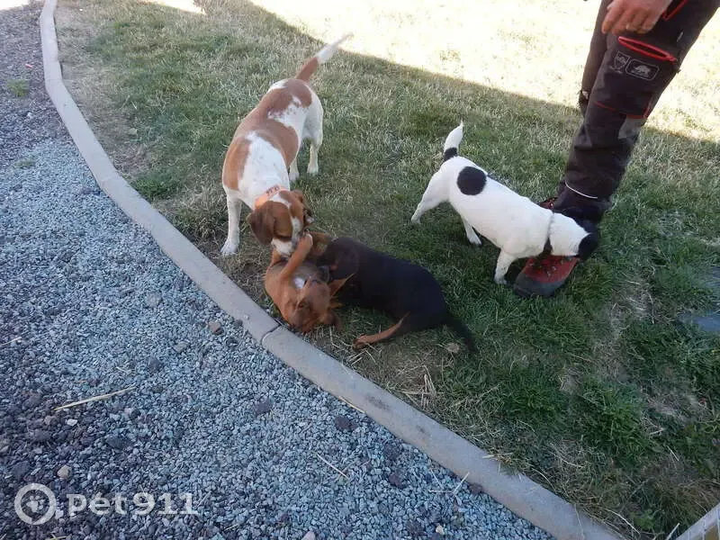 Chien disparu Garçon (fl492840) - photo