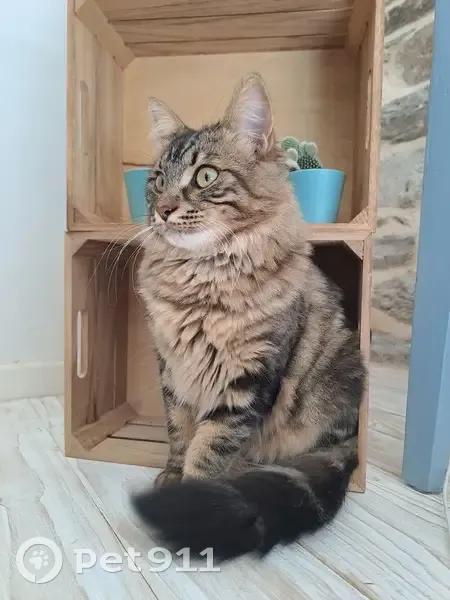 Chat disparu Garçon (fl492859) - photo