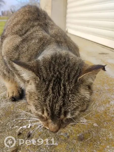 Chat trouvé Fille (ff492864) - photo