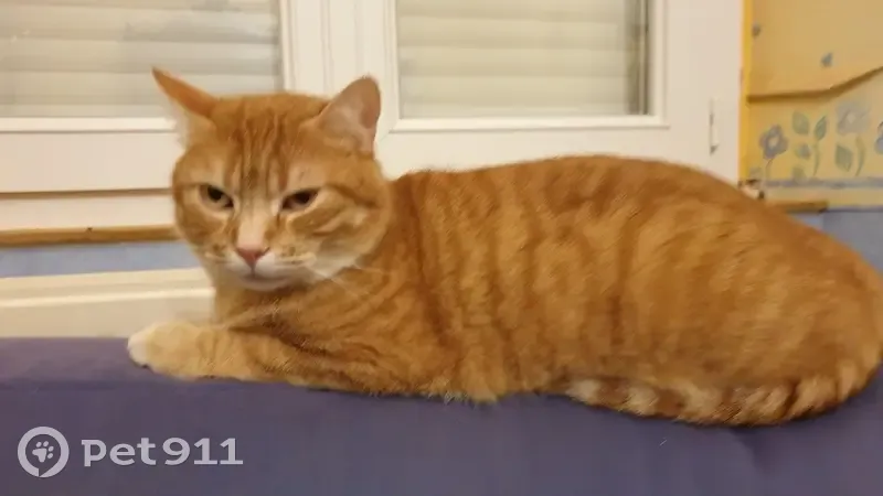 Chat disparu Garçon (fl492865) - photo