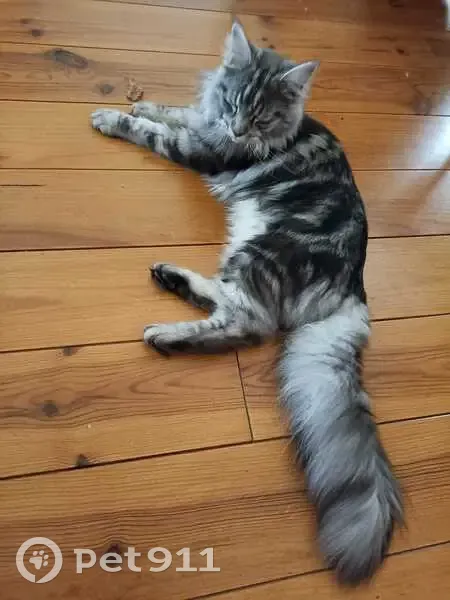 Chat disparu Garçon, Montereau-Fault-Yonne (fl492868) - photo