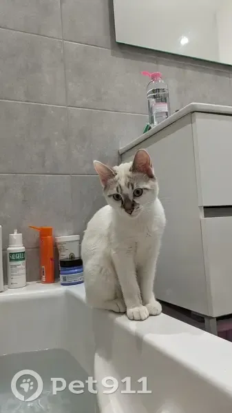 Chat disparu Garçon, Charvieu-Chavagneux (fl492873) - photo