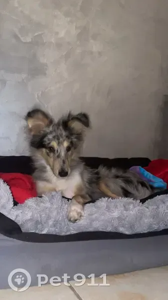 Chien disparu Garçon (fl492874) - photo
