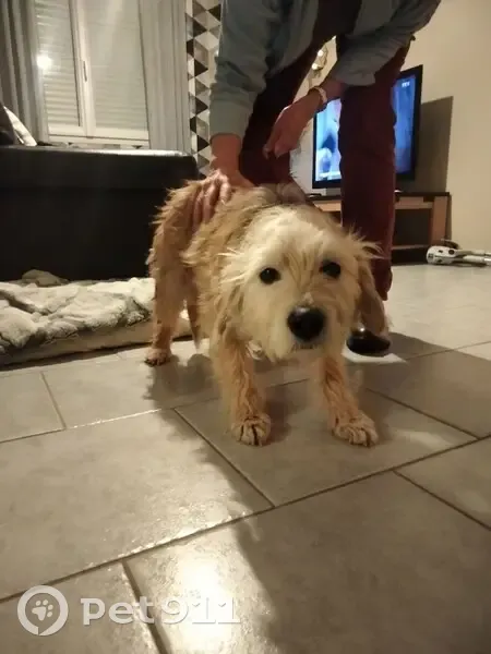 Chien disparu Garçon (fl492876) - photo