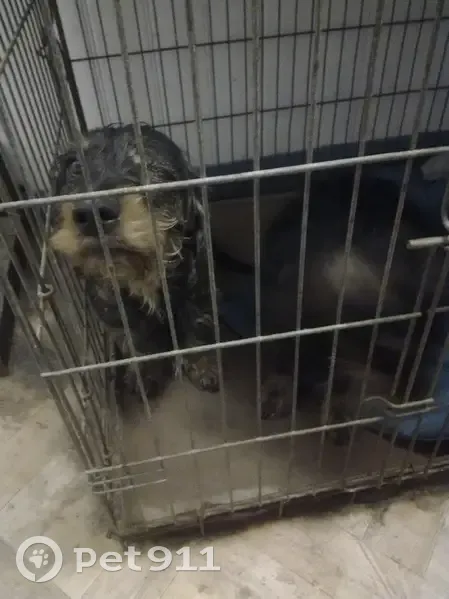 Chien trouvé Garçon (ff492878) - photo