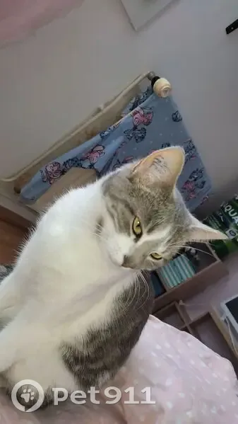 Chat disparu Fille, Bourges (fl492882) - photo