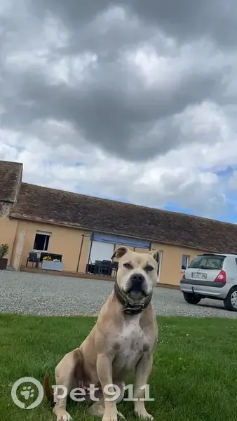 Chien disparu Fille (fl492898) - photo
