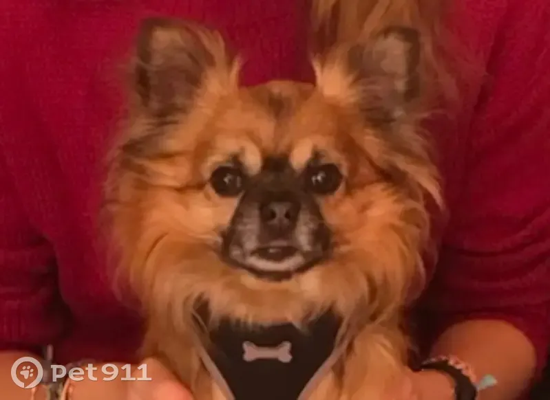 Chien disparu Garçon, Bruges (fl492902) - photo