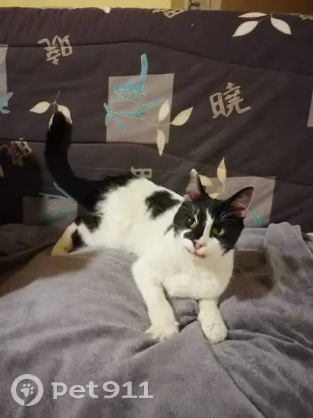 Chat trouvé, Langogne (ff492906) - photo