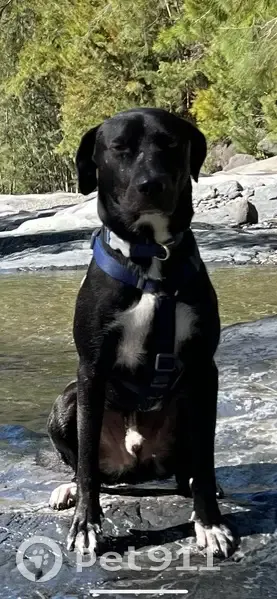 Chien disparu Garçon (fl492907) - photo