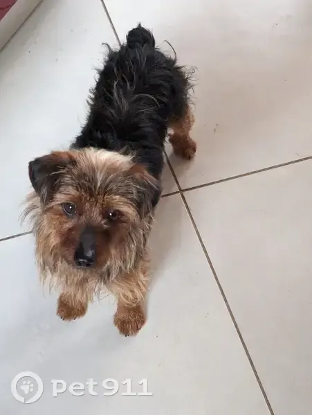 Chien trouvé Garçon (ff492908) - photo