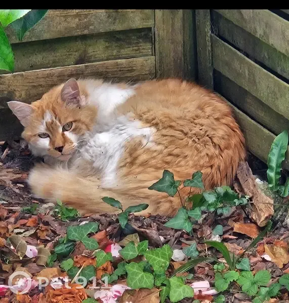 Chat disparu Garçon, Quimper (fl492910) - photo