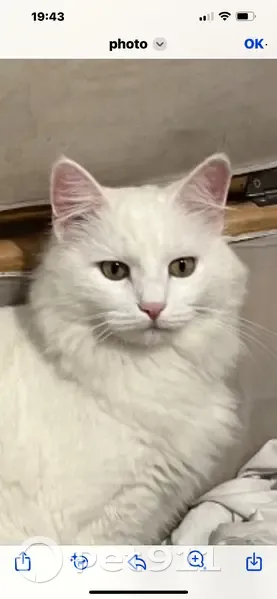 Chat disparu Garçon, Marsac-sur-Don (fl492911) - photo