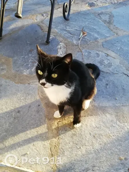 Chat disparu Garçon (fl492915) - photo