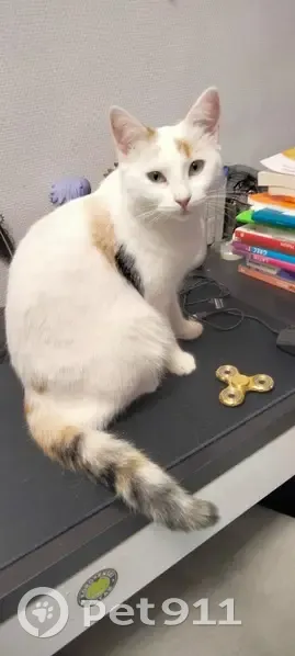 Chat disparu Fille, Ascain (fl492922) - photo