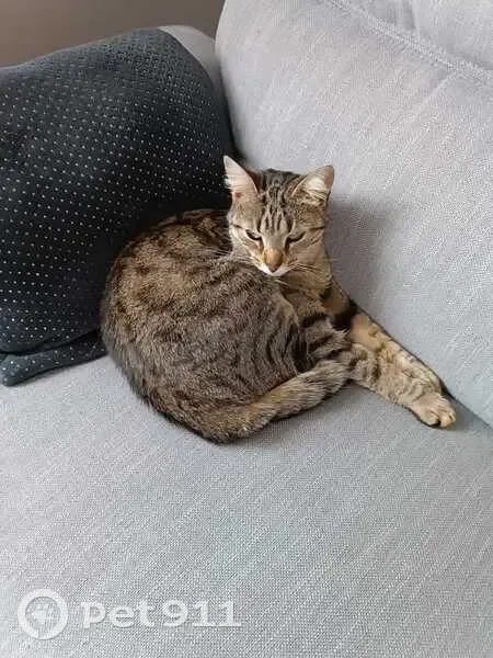 Chat disparu Fille, Saint-Martin-du-Tertre (fl492929) - photo