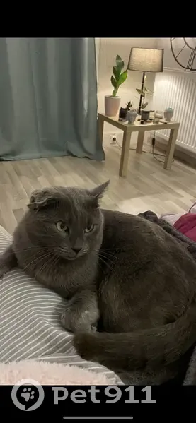 Chat disparu Garçon (fl492930) - photo