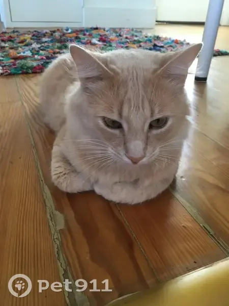 Chat disparu Garçon, Toulouse (fl492932) - photo