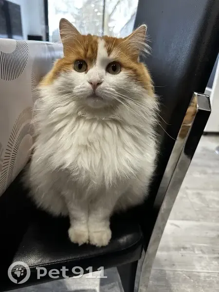 Chat disparu Fille, Pont-du-Château (fl492942) - photo