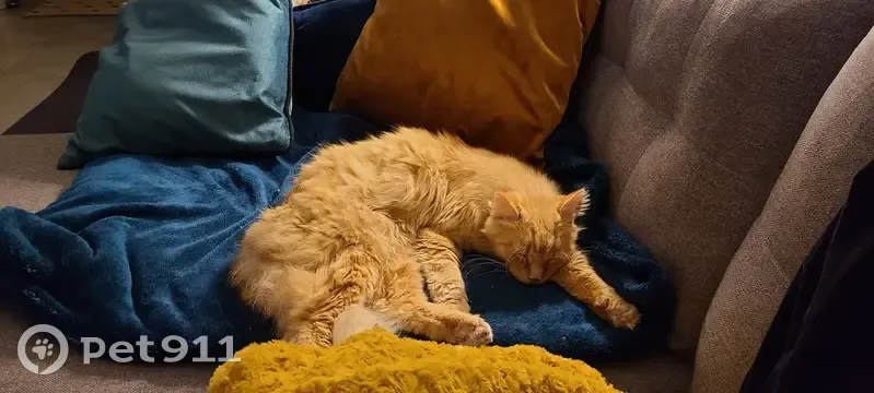Chat disparu Garçon (fl492943) - photo