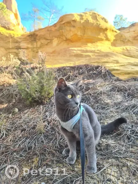 Chat disparu Garçon, Avignon (fl492946) - photo