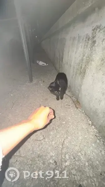 Chat trouvé Garçon, Marseille Bompard (ff492951) - photo